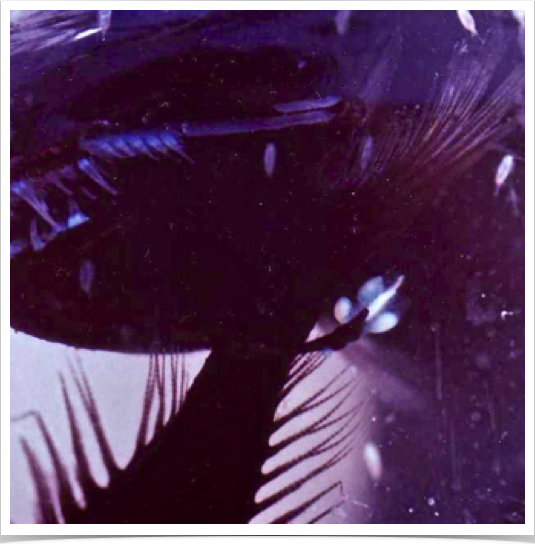 One of the midwater Angler Fish collected with BIONESS